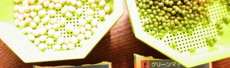 大豆もやしと緑豆を育ててみることにする