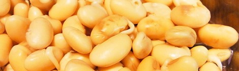 大豆もやし栽培5日目