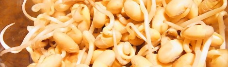 大豆もやし8日目