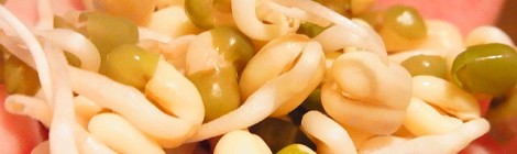 緑豆もやし8日目