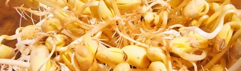 大豆もやし14日目
