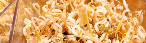 緑豆もやし栽培14日目