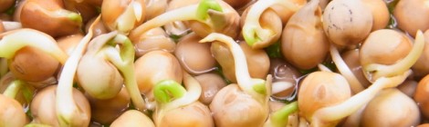 豆苗スプラウト栽培5日目